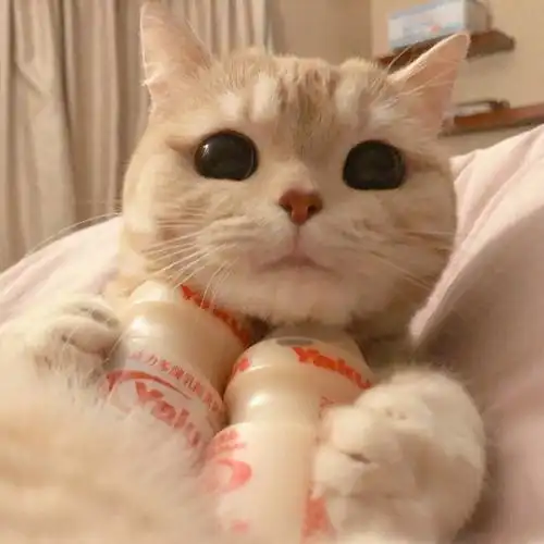 猫咪情侣头像喜欢带走