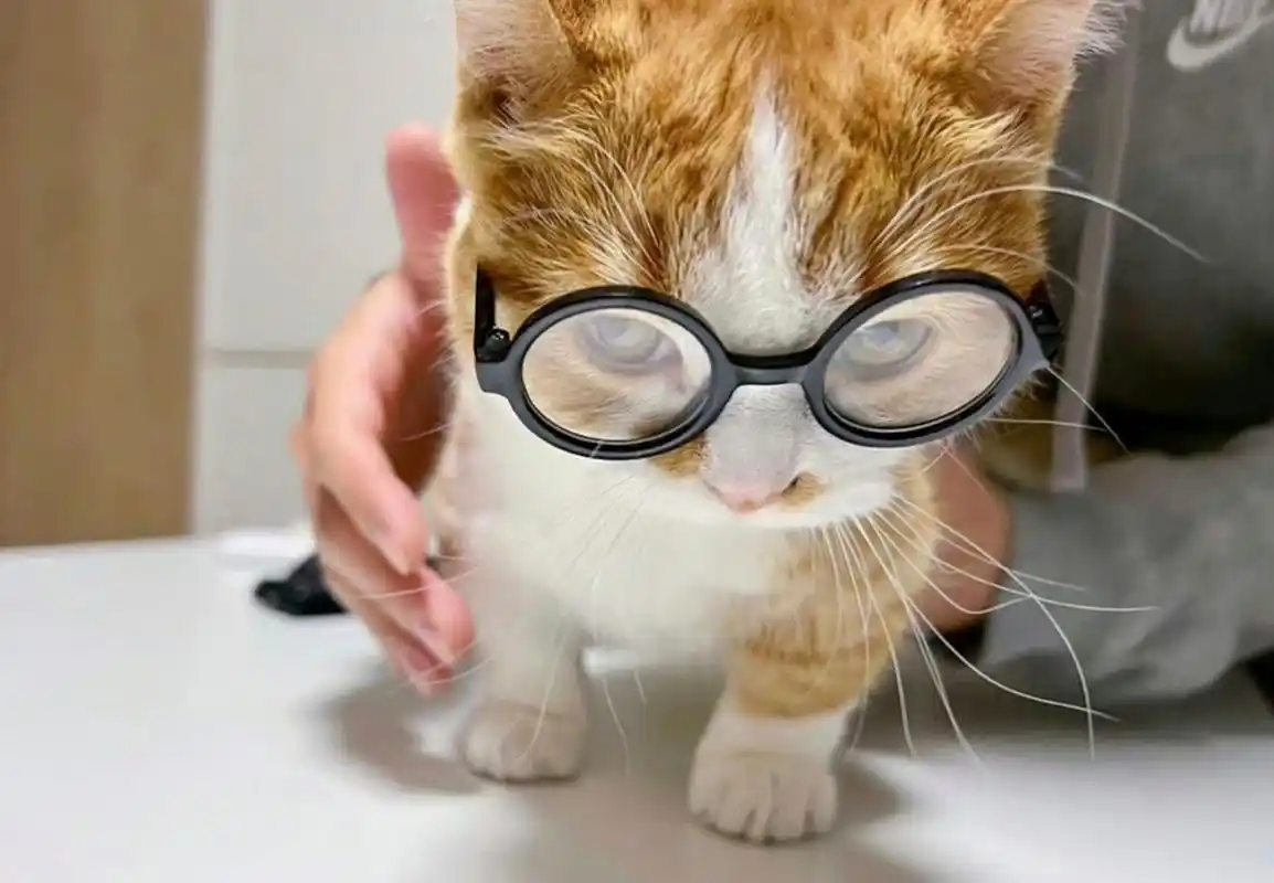 戴眼镜的小猫咪看起来有没有聪明一点.