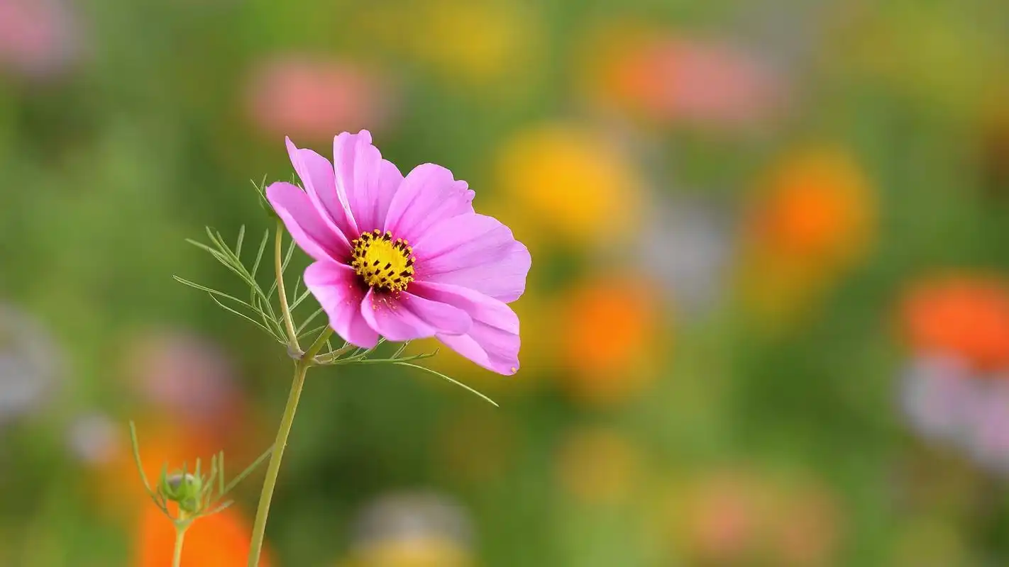 小清新波斯菊桌面壁纸第二辑