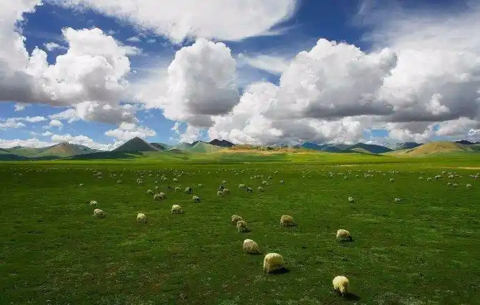 那曲高寒草原位于西藏自治区北部,北与新疆维吾尔自治区和青海省交界