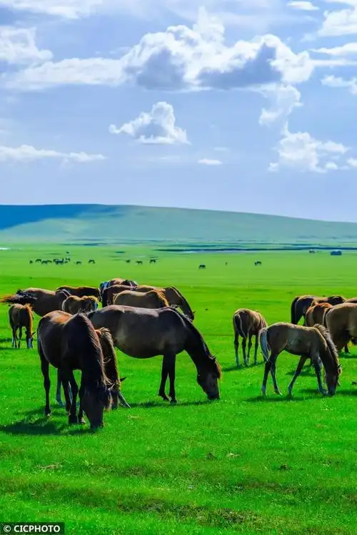 内蒙古呼伦贝尔:夏日草原入画来