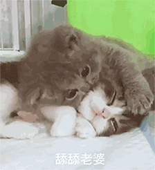 猫咪gif可爱gif舔一舔gif舔舔老婆gif躺着gif