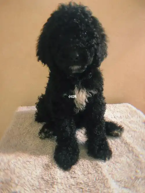 三个月巨贵黑色犬,纯种,两只,幼犬疫苗打完一针了,寻找爱犬人士领养!