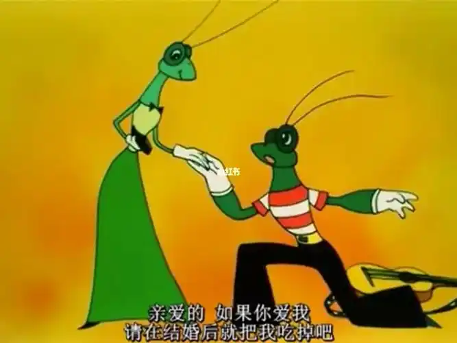 小时候看了黑猫警长才知道,在结婚的那天晚上,母螳螂是会吃掉公螳螂的