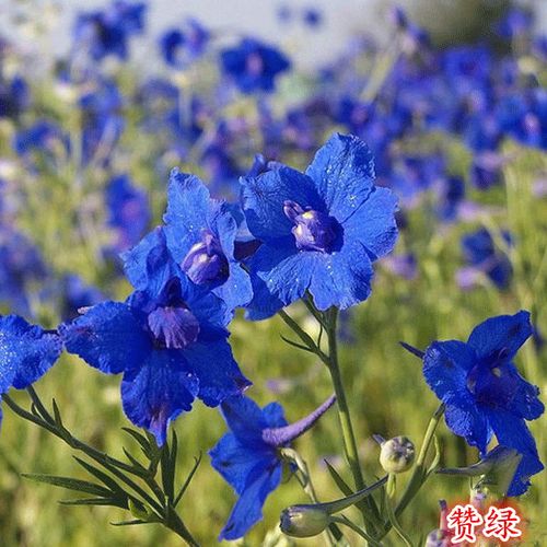 千鸟草小花飞燕草花籽耐寒庭院野花阳台盆栽四季蓝色易种春播