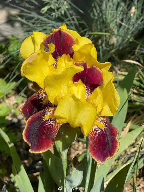 躲得过宋仲基,躲不过王昱珩,43岁清美学霸水哥把家设计成博物馆,秀8块