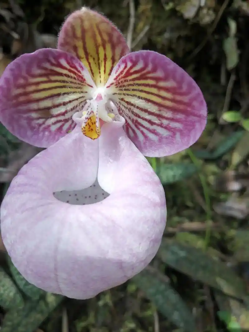 此花,硬叶兜兰,国家一级保护植物,生长于贵州,云南,广西.保 - 抖音