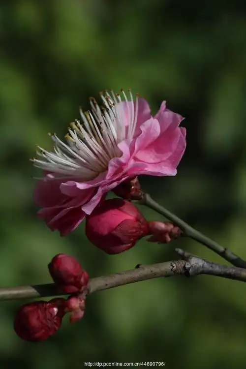 万树寒无色,南枝独有花-------梅花