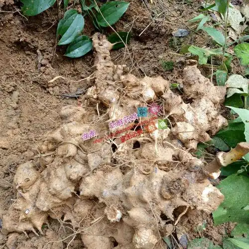 野生新鲜菝葜金刚刺金刚藤菝葜头铁菱角药材菝葜根鲜货500克包邮