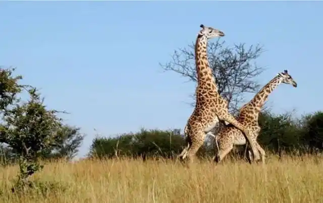 动物繁殖的方式 动物繁殖的方式(动物繁殖的方式有哪些) 动物