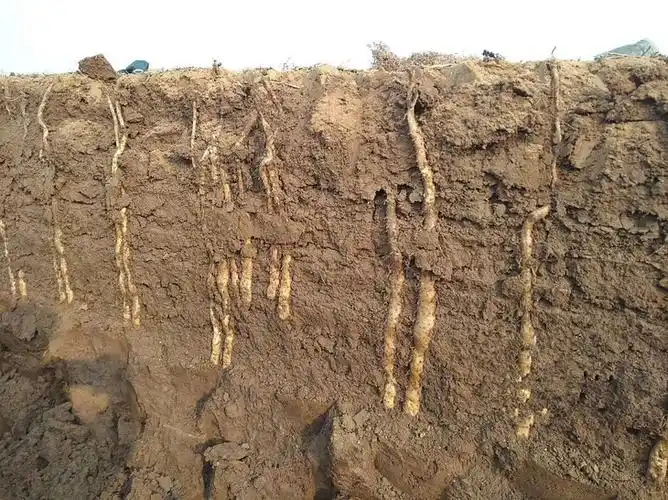 淮山的功效作用_山药功效和作用,山药副作用_淮山药的功效与作用