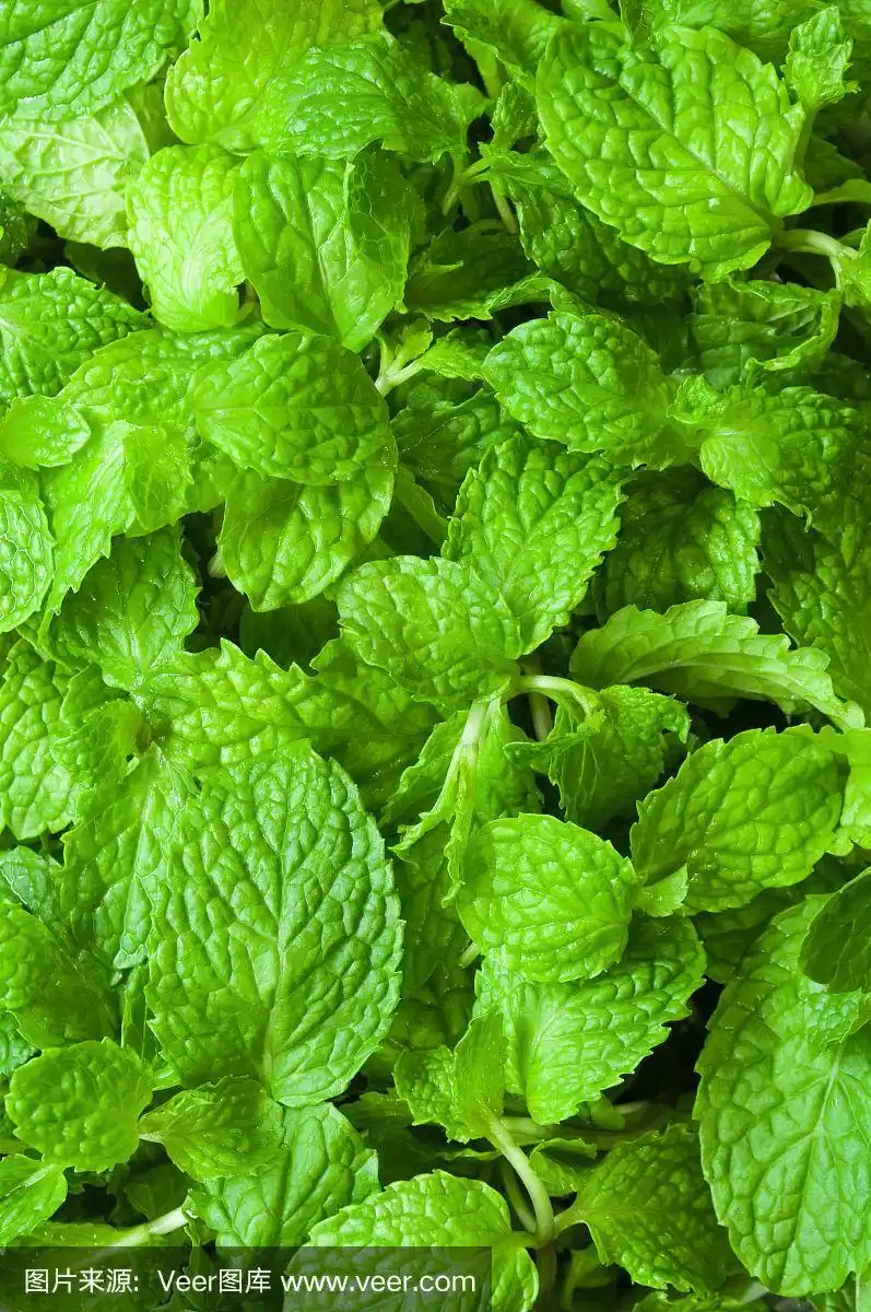 新鲜薄荷叶纹理或抽象背景的特写.