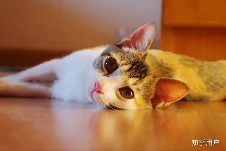 最好看的三花猫长什么样子