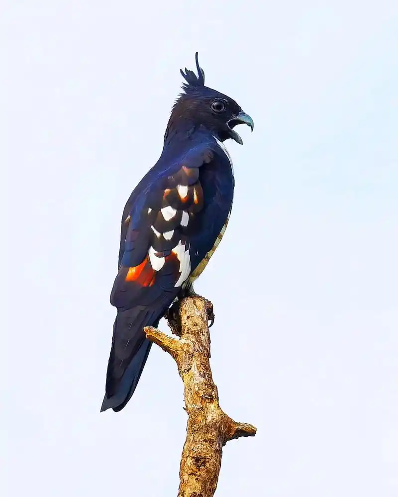 黑冠鹃隼.#野生鸟类摄影 #拍鸟 #开启一年好运 #春回大地 - 抖音