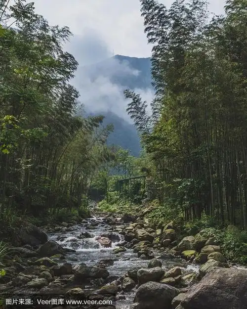 中国明月山竹林间的小溪