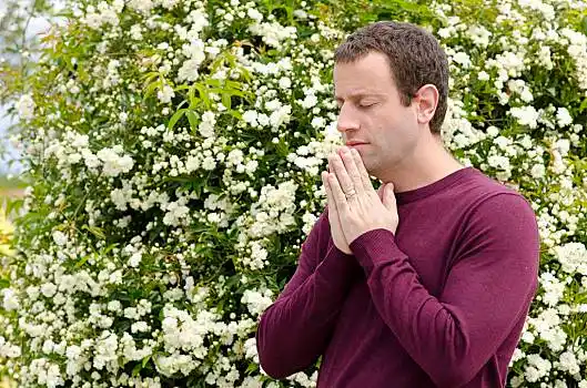 侧面,男人,祈祷,正面,开花灌木,双手合十,白花,灌木