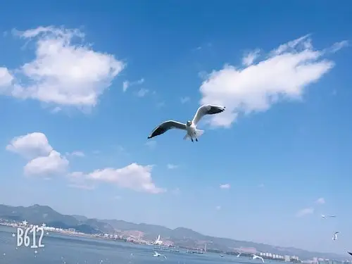 蓝天白云,海鸥展翅飞翔!