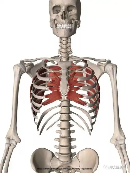 前锯肌的功能解剖