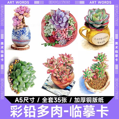 彩铅多肉创意美术绿植物花卉彩色素描少儿绘画临摹卡片素材范画