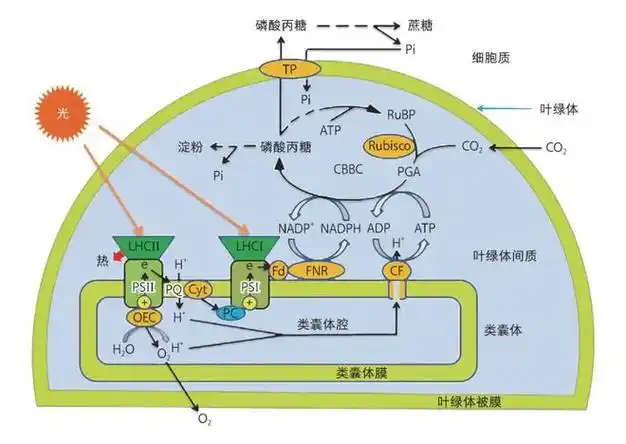 光合作用研究动向:未来可再生能源的希望