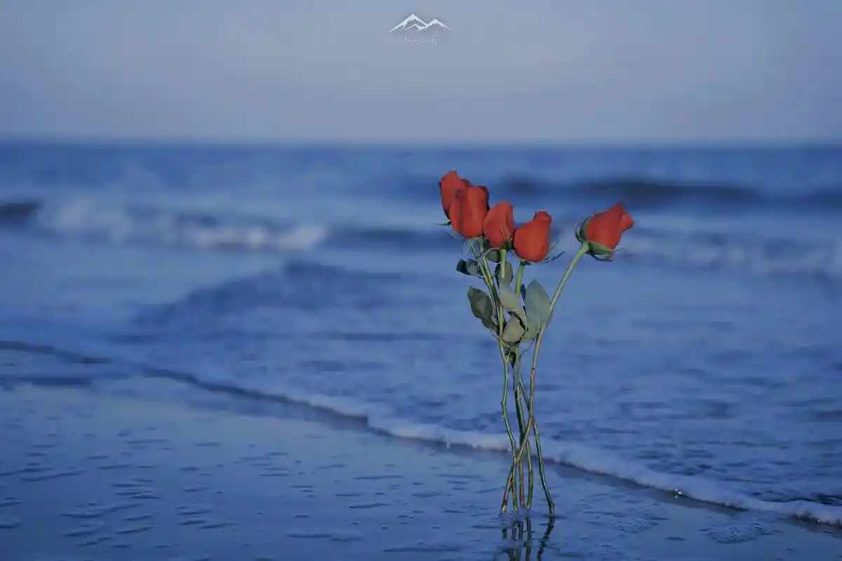 我爱大海,爱夕阳,爱鲜花,爱世间所有温柔与爱意,爱浪漫的至死 - 抖音