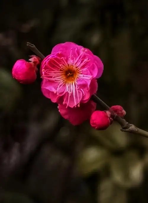 拍摄住处苑内初开的红梅,读写咏梅诗.琴川