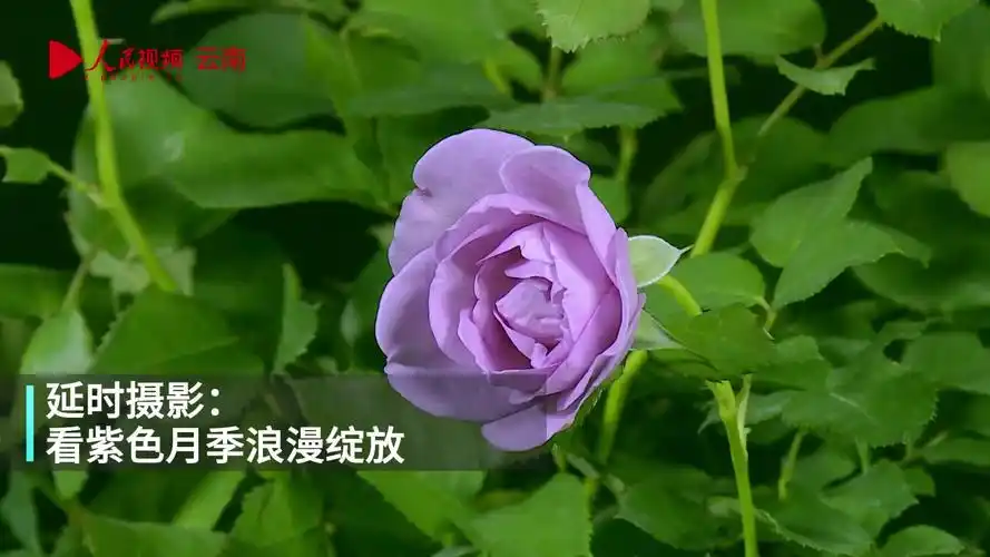 延时摄影看紫色月季优雅绽放|花瓣|植物_网易订阅