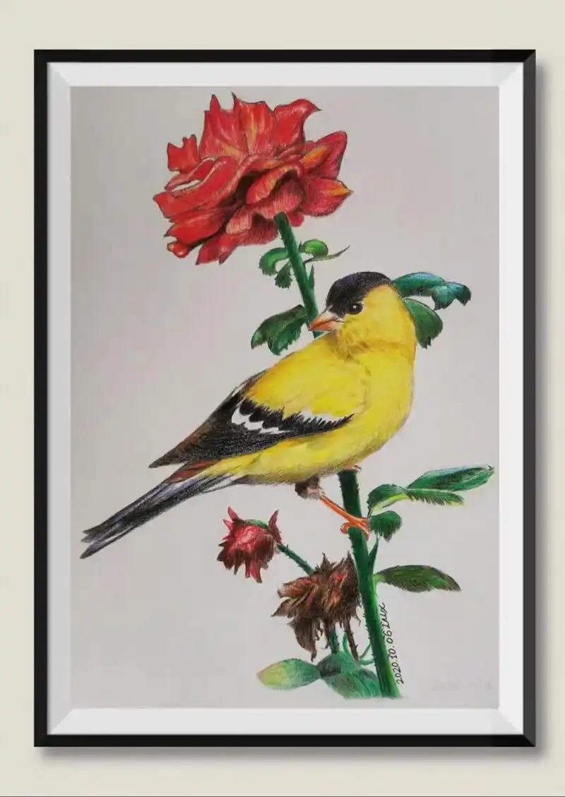 彩铅手绘 #花鸟画 #原创 - 抖音