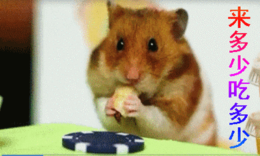 呆萌仓鼠的动图表情包,仓鼠吃东西各种表情