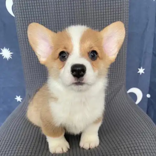 喵犬档案威尔士柯基犬