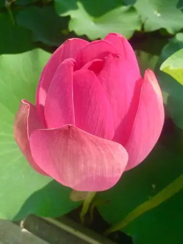 莲花池公园的莲花太漂亮了.