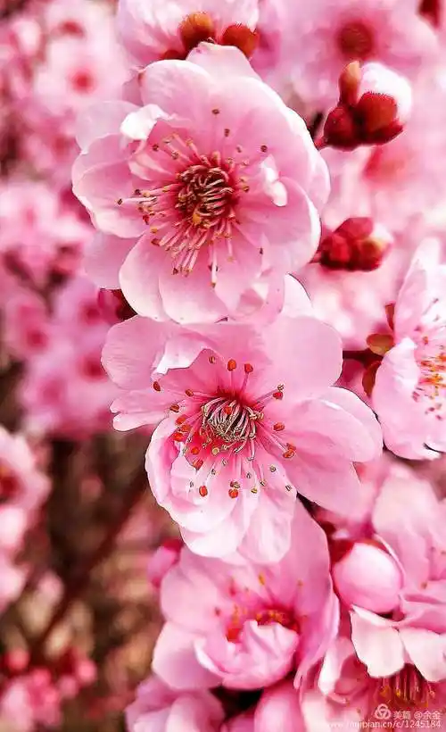 桃花盛开的春天