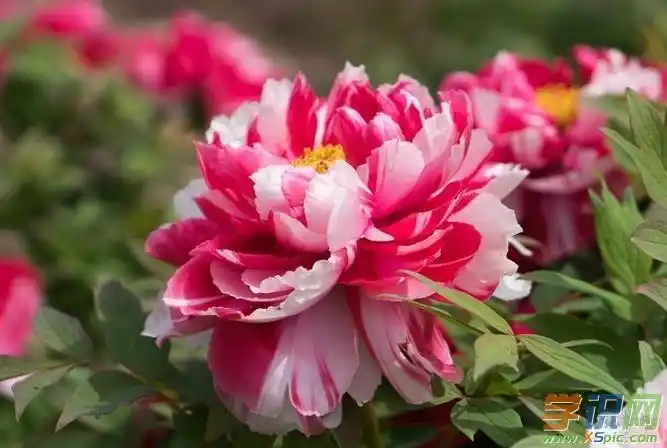 牡丹花花语(牡丹花花语寓意)