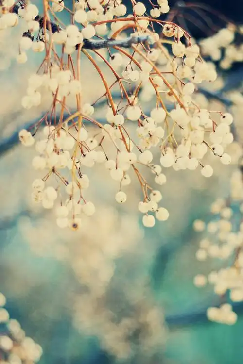 ε╰,陌上花开时,花,温暖,绚烂,灿烂,美好,歇尔塞,意境,风景,flower