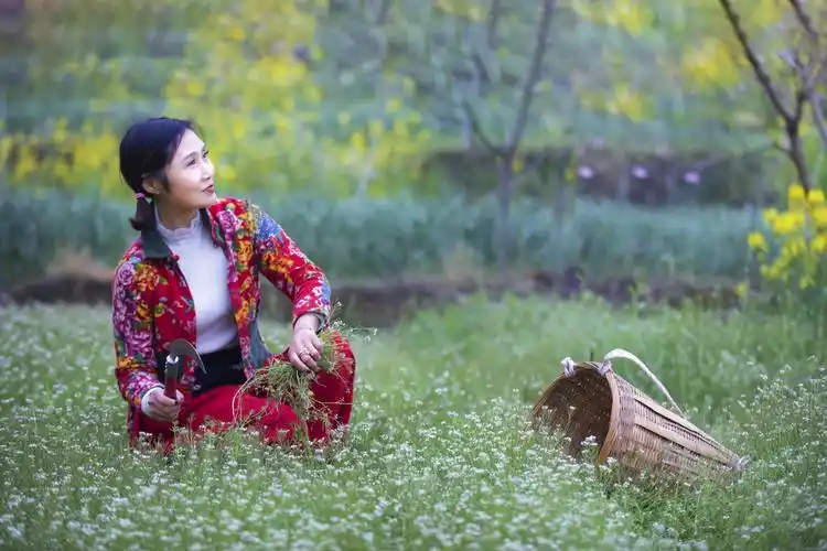 菜花黄梨花香 山里妹子心欢畅