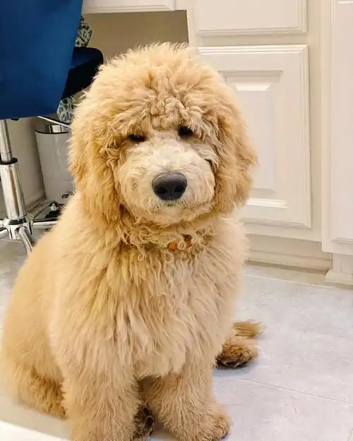 家有一只金贵犬goldendoodle