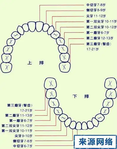 儿童锉牙几岁换