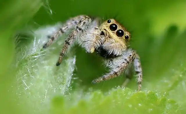 谈到蜘蛛,可能在大多数人的印象中,它们是昆虫五毒之一,全身长毛,唾液