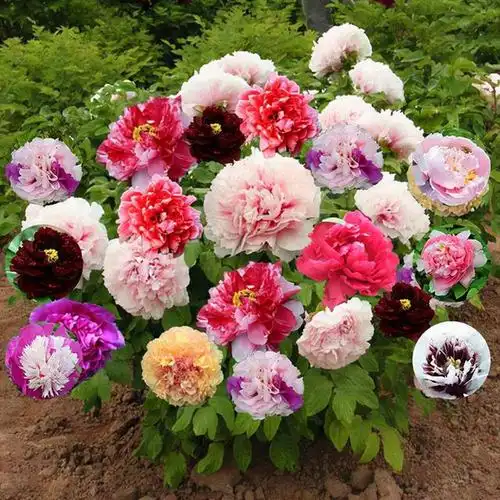 民间故事天香寺有一株七彩牡丹可预测气象结果引来了盗贼