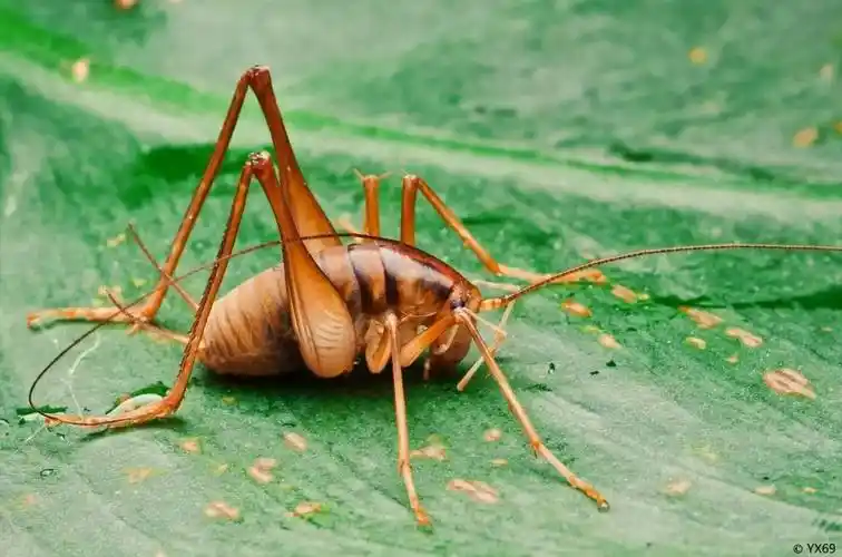 家里为什么会有灶马蟋一文详聊灶王爷的坐骑灶马