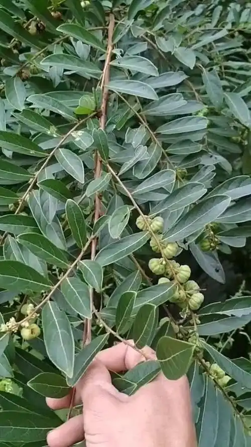 有一年我患缠腰蛇,就是这个草药算盘树帮我治好的,今天发给大家认识一