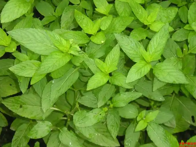 帮我看一下这是什么品种的薄荷,能吃吗?
