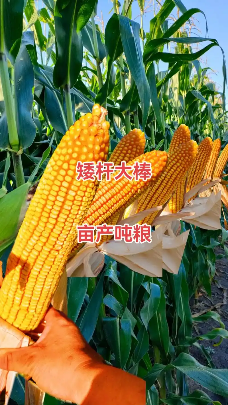 最新国审高产玉米种子 #紫根紫杆高产大棒 #国审新品种全国 - 抖音