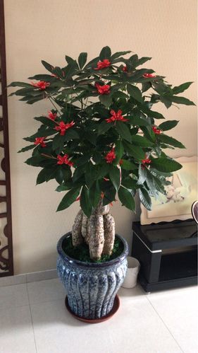 盆栽办公室大型发财树客厅落地室内开业乔迁花卉大型绿植