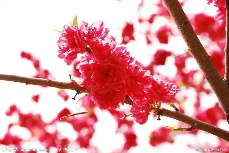 红色桃花特写图片