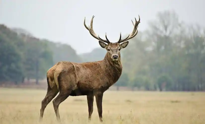 鹿角湾:昔日马鹿今安在?