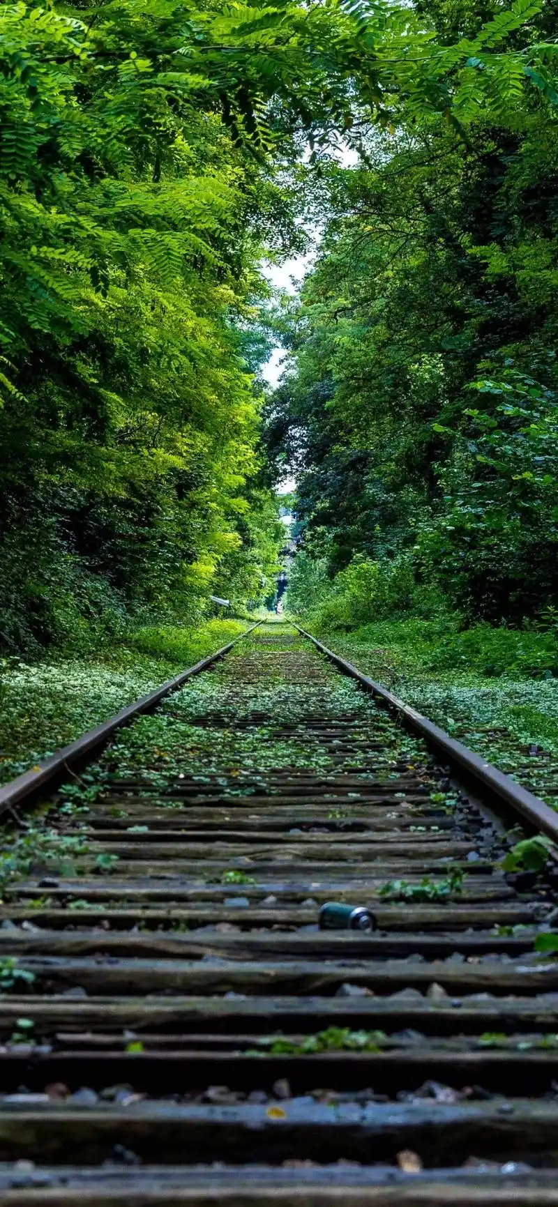 全面屏壁纸高清|唯美小清新绿色壁纸