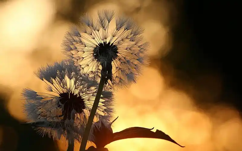 电脑壁纸 花卉 植物 小清新植物蒲公英唯美梦幻特写
