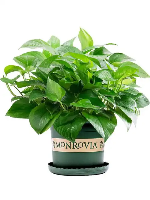 绿萝植物盆栽室内甲醛净化空气花卉水养水培办公绿植