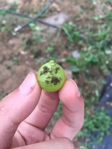 葡萄上着生的黑色霉菌,请问这是什么病?